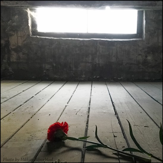 rosebirkenau